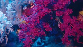 Detail footage of dark red tropical reef. Colorful coral and swimming fish. Scuba diving with the marine life, underwater video. Tropical wildlife in the ocean.