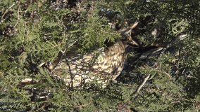 Long-eared owls (Asio otus) sitting on pine tree. Vertical video