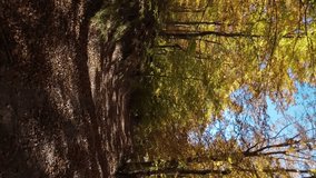 POV point of view driving in car vehicle on dirt gravel mountain road through colorful autumn tree forest in countryside. Vertical video