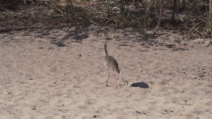 Red legged Seriema or Crested Cariama, Cariama Cristata, walking through a dry river bed in the Pantanal, Brazil, South America