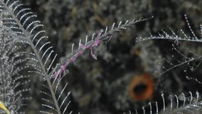 A pink skeleton shrimp sits on a hydroid growing on the bottom of a tropical sea, holding onto it with its hind limbs. The sea current rocks it from side to side.