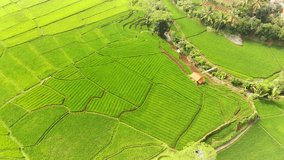 Footoga Drones. Aerial view of agriculture in rice fields for cultivation in West Java Province, Indonesia. Natural the texture for background. Shot in 4K Resolution Video 30fps