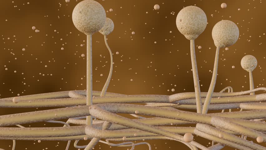 3d animation of Mucor, also known as black fungus, is a life-threatening fungal infection that can cause pneumonia in the lungs. It's caused by a group of molds called mucormycetes Royalty-Free Stock Footage #3441659063