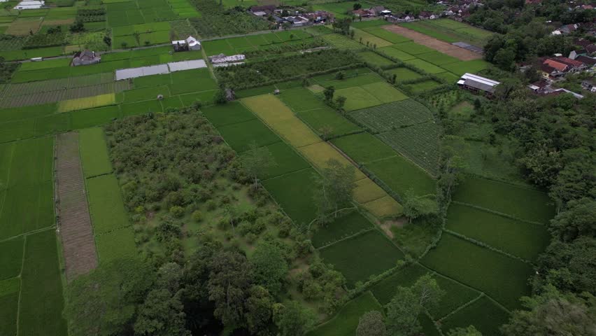 The drone circles the vast rice fields above the countryside	 Royalty-Free Stock Footage #3441691733