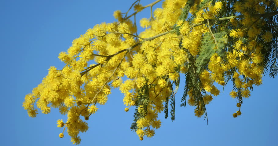 Acacia dealbata, known as silver wattle or mimosa, Provence, France Royalty-Free Stock Footage #3441696675