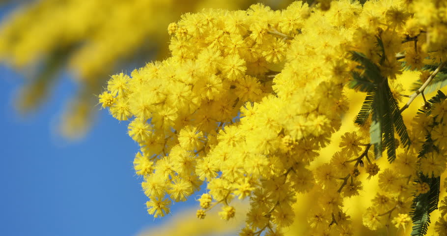 Acacia dealbata, known as silver wattle or mimosa, Provence, France Royalty-Free Stock Footage #3441696879