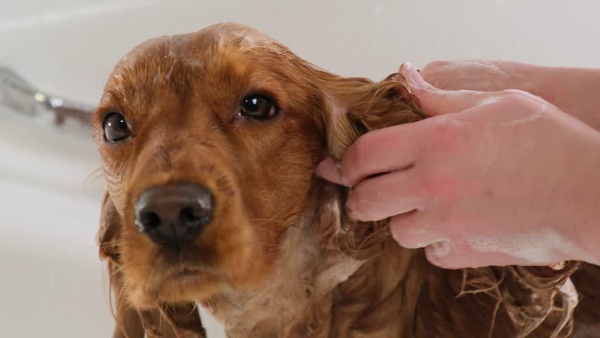 A girl washes her dog in the bathroom. A girl's hand carefully washes the ear of an English Cocker Spaniel dog. Close-up. Royalty-Free Stock Footage #3441739921