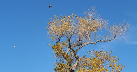beautiful autumn tree under blue sky