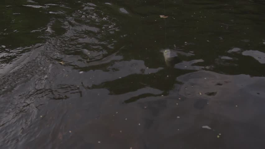 a stripped bass fights on the end of the line