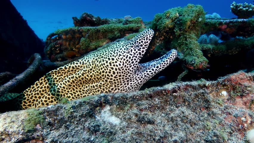 Leopard moray
Honeycomb moray
26m deep
 Royalty-Free Stock Footage #3441810377