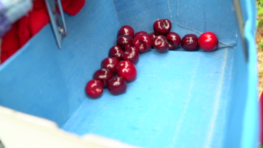 Close up hands tipping ripe picked red cherries into cherry picking basket