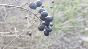 black berries on a bush. footage in high definition. black berries berries on a bush. dried black berries. beautiful clusters of elderberry. black elderberry.