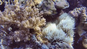 Arc shot of beautiful coral reef Bunaken Island North Sulawesi Indonesia underwater 