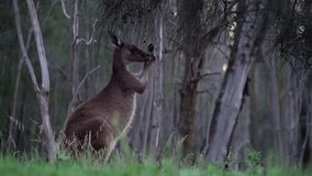 4K video of a kangaroo eating foliage from a tree on Heirisson Island, Perth, Western Australia.