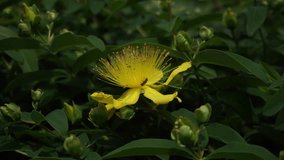 Close-up of St. John's wort, St. John's wort in bloom, sunny day. Yellow flowers.Spring. Summer. Autumn. Useful flower. Medicinal herb. An insect collects pollen. Honey. 地耳草. Зверобой. Dziurawiec.