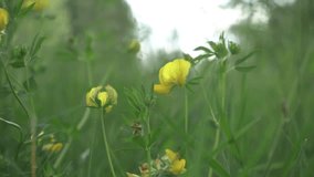 Bird's-foot trefoil. Lotus corniculatus. a flowering plant in the pea family Fabaceae. Video 4K. Yellow flowers in the field. Wildflowers. Sunny day. It's a nasty day. Green meadow. Grass. Nature. 