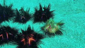 Muck diving video of critters in lembeh strait north sulawesi indonesia - sea urchin fluorescence in the light