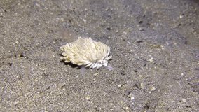 Muck diving video of critters in lembeh strait north sulawesi indonesia - Shaun the sheep nudibranch