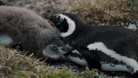 Magellanic Penguin Adult And Chick At Isla Martillo In Tierra del Fuego, Argentina. closeup shot - Powered by Shutterstock - Get 15% off with code: PIKWIZARD15