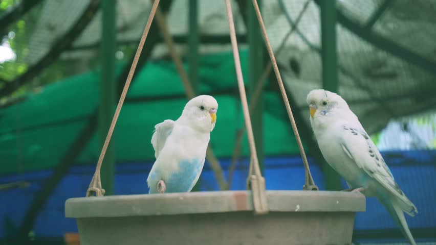 Birds are confined in cages