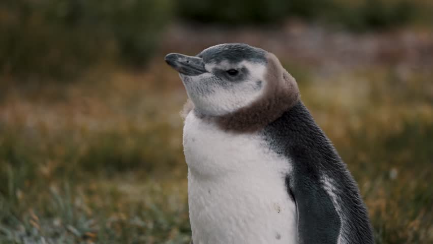 Magellanic Penguin In Isla Martillo, Tierra del Fuego, Argentina - Close Up