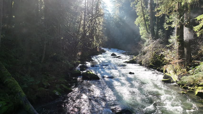 Bright sunlight illuminates the scenic Eagle Creek as it flows through a beautiful Oregon forest. The many watersheds throughout the Pacific Northwest are vital habitats for native fish.
