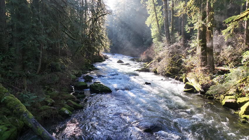 Bright sunlight illuminates the scenic Eagle Creek as it flows through a beautiful Oregon forest. The many watersheds throughout the Pacific Northwest are vital habitats for native fish.
