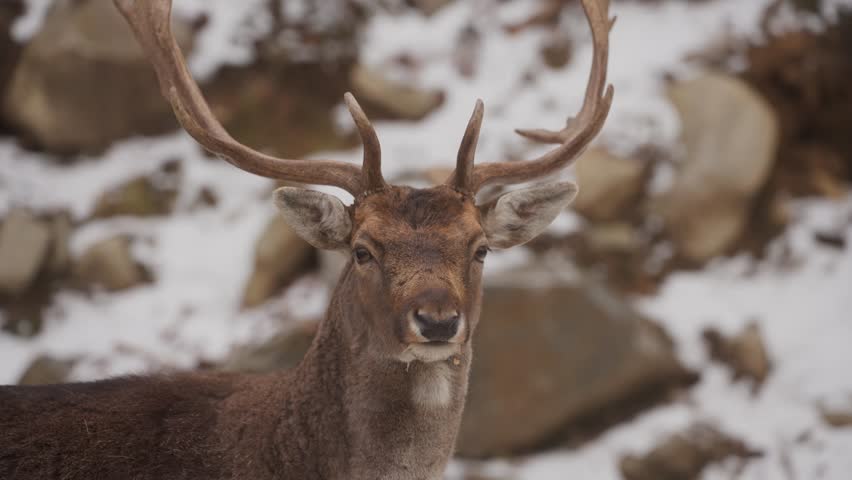 Fallow Buck Deer With A Huge Antler In Winter Nature. Close Up Shot