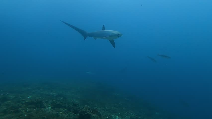 Underwater tracking shot of Thresher shark swimming past in deep blue Royalty-Free Stock Footage #3442087815