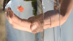 Woman catching a goldfish in a round aquarium on the beach. Vertical video. 