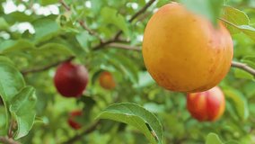 Close-up of a ripe juicy peach growing on the green branch on the summer day. High quality 4k footage