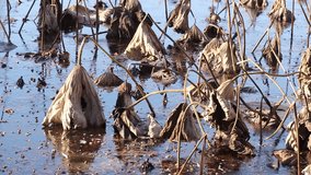Dry water lilies on frozen lake   - Powered by Shutterstock - Get 15% off with code: PIKWIZARD15