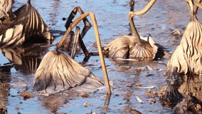 Dry water lilies on frozen lake   - Powered by Shutterstock - Get 15% off with code: PIKWIZARD15