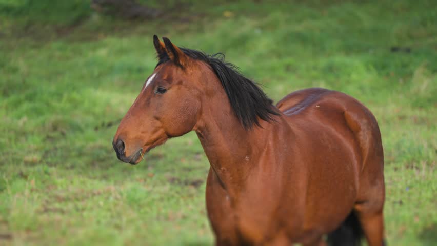 A portrait shot of a brown horse with a black mane and a white mark on the forehead stands in the green meadow. Slow-motion. Royalty-Free Stock Footage #3442160245