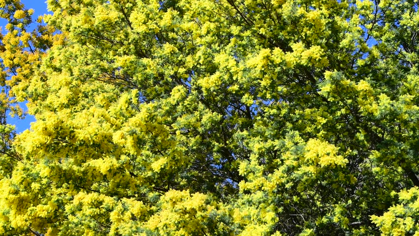 Flowering mimosa tree closeup. Bright yellow Mimosa blooms background. Concept of spring, hope and happiness and of March 8th Women's Day. Royalty-Free Stock Footage #3442162881