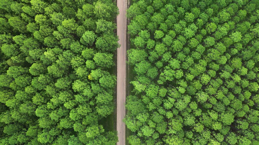 Aerial view travelling above a Pine Forest plantation on the Sunshine Coast Queensland Australia.