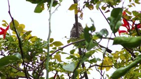 Video of a small bird sitting on a thin tree branch. Another bird knocks into it and flies away. Bright orange red flowers can bee seen in the background