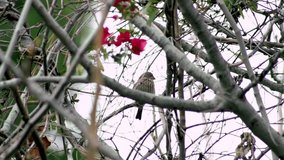 Video of a bird sitting on a tree branch. Lots of barren branches fill the frame with the tiny bird in the middle. The bird looks around and then flies away.