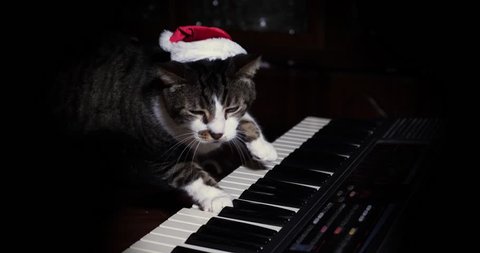 A funny cat wearing a Santa Claus hat playing a keyboard or organ.	 	
