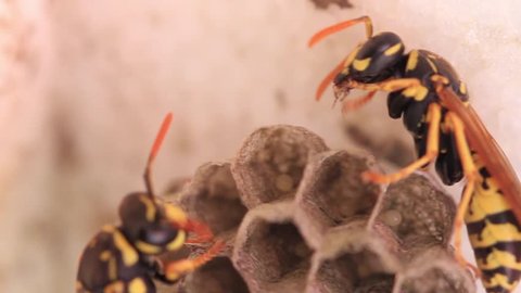 one wasp eating prey and sharing care for the eggs with another wasp
