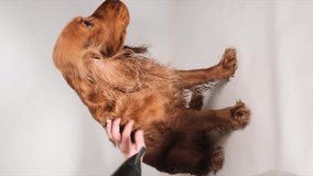 Vertical video: Vertical video: Dog hair is dried using a hairdryer on a white background. Groomer dries the hair of an English Cocker Spaniel after bathing. Slow motion