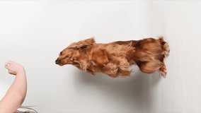 Vertical video: The dog follows commands on a white background. Training a red English Cocker Spaniel. The dog receives a treat.