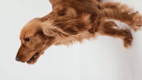 Vertical video: An English cocker spaniel, following a voice command, receives a treat. Dog training. White background.
