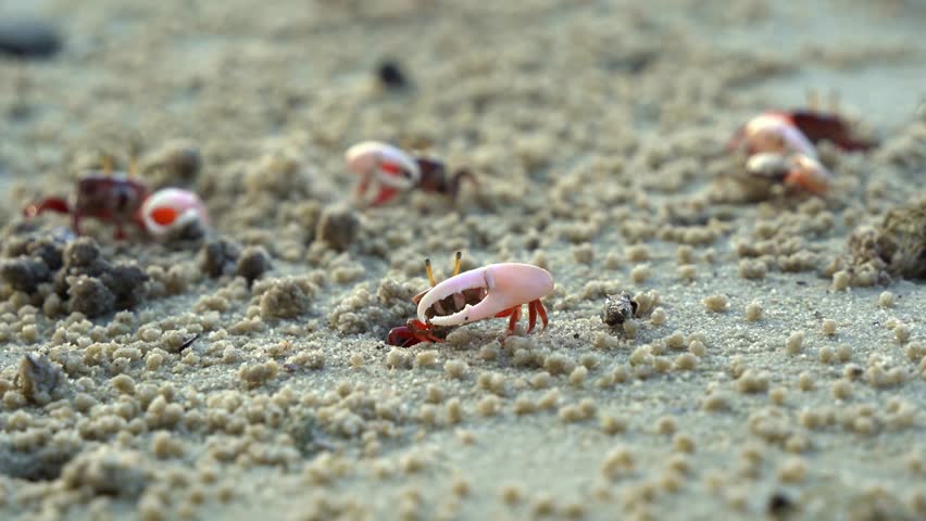 Group of male fiddler crabs, austruca annulipes waving their asymmetric claws, performing courtship dance around their burrow during low tide period, close up shot of marine wildlife. Royalty-Free Stock Footage #3442252463