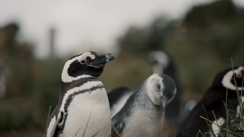 Magellanic Penguins Resting In Windy Landscape Of Isla Martillo, Tierra del Fuego, Argentina - Close Up