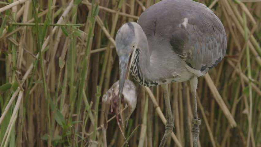 A Grey Heron Ardea Cinerea Stands On The Shore Of A Fishpond And Watches