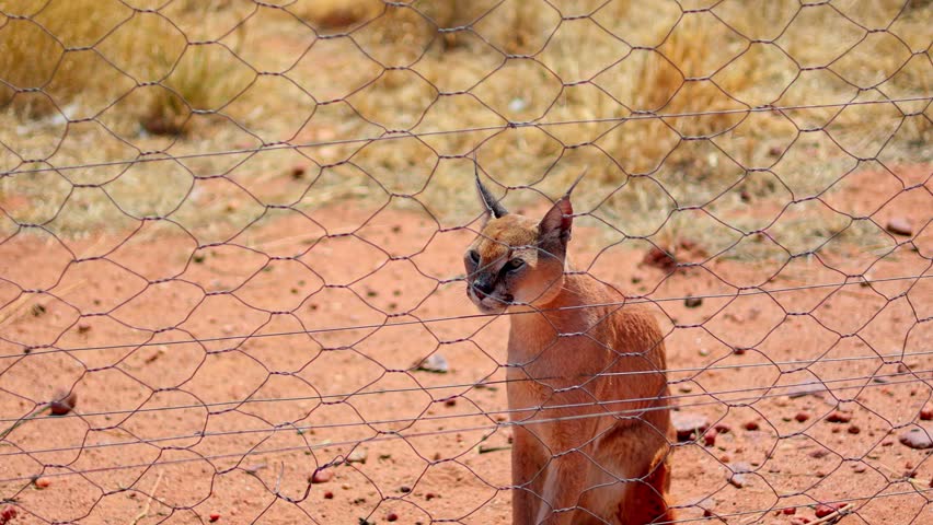 Desert lynx cat catching meat in mid air, lynx cat vertical jump. African animal feeding