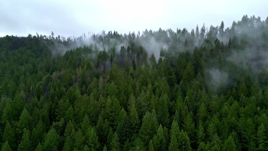  Aerial view over foggy mountain forest, misty day in Muir woods, California, USA