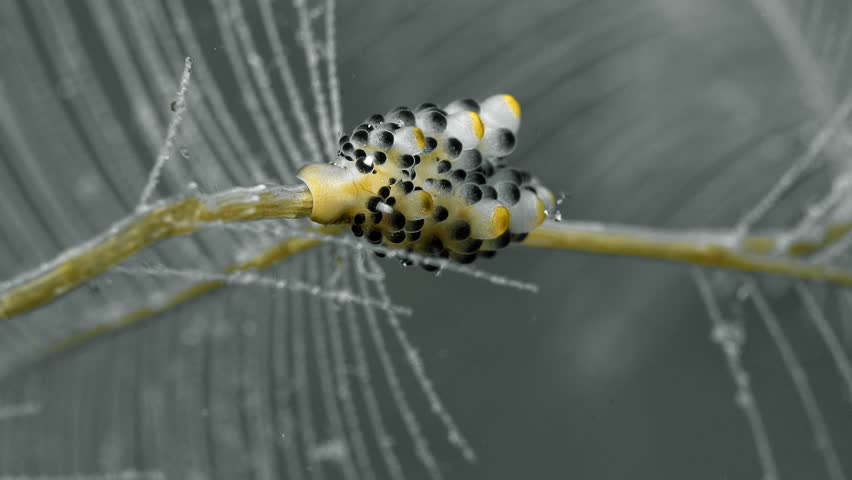A spotted nudibranch sits motionless on a swaying hydroid branch and eats.
Black-Spotted Doto (Doto sp.) 11 mm. ID: black-tipped tubercles, apex tubercles yellow. Royalty-Free Stock Footage #3442306729