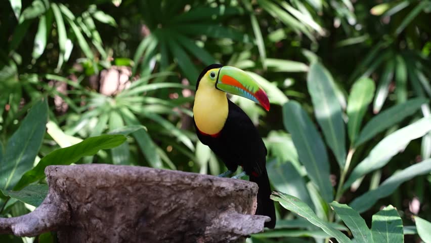 Video shot of colorful costa rican toucan rotating his head in slow motion, surrounded by big green leaves. Royalty-Free Stock Footage #3442378889